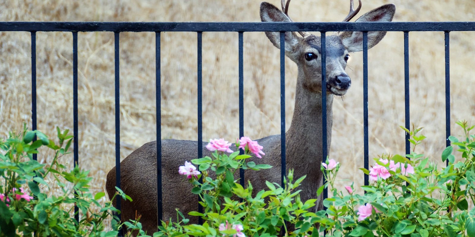 deer_fencing