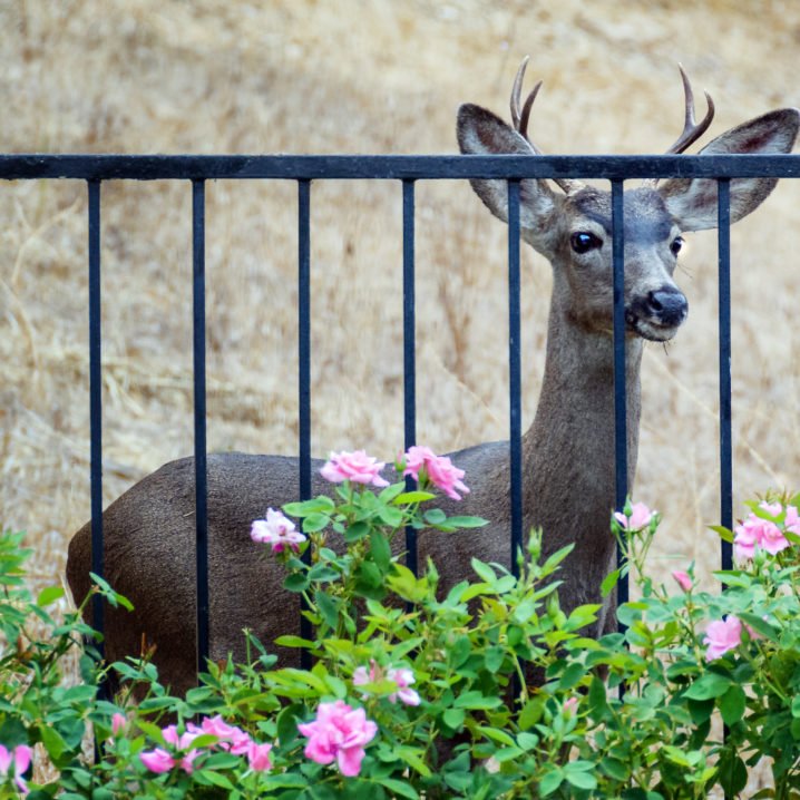 deer_fencing
