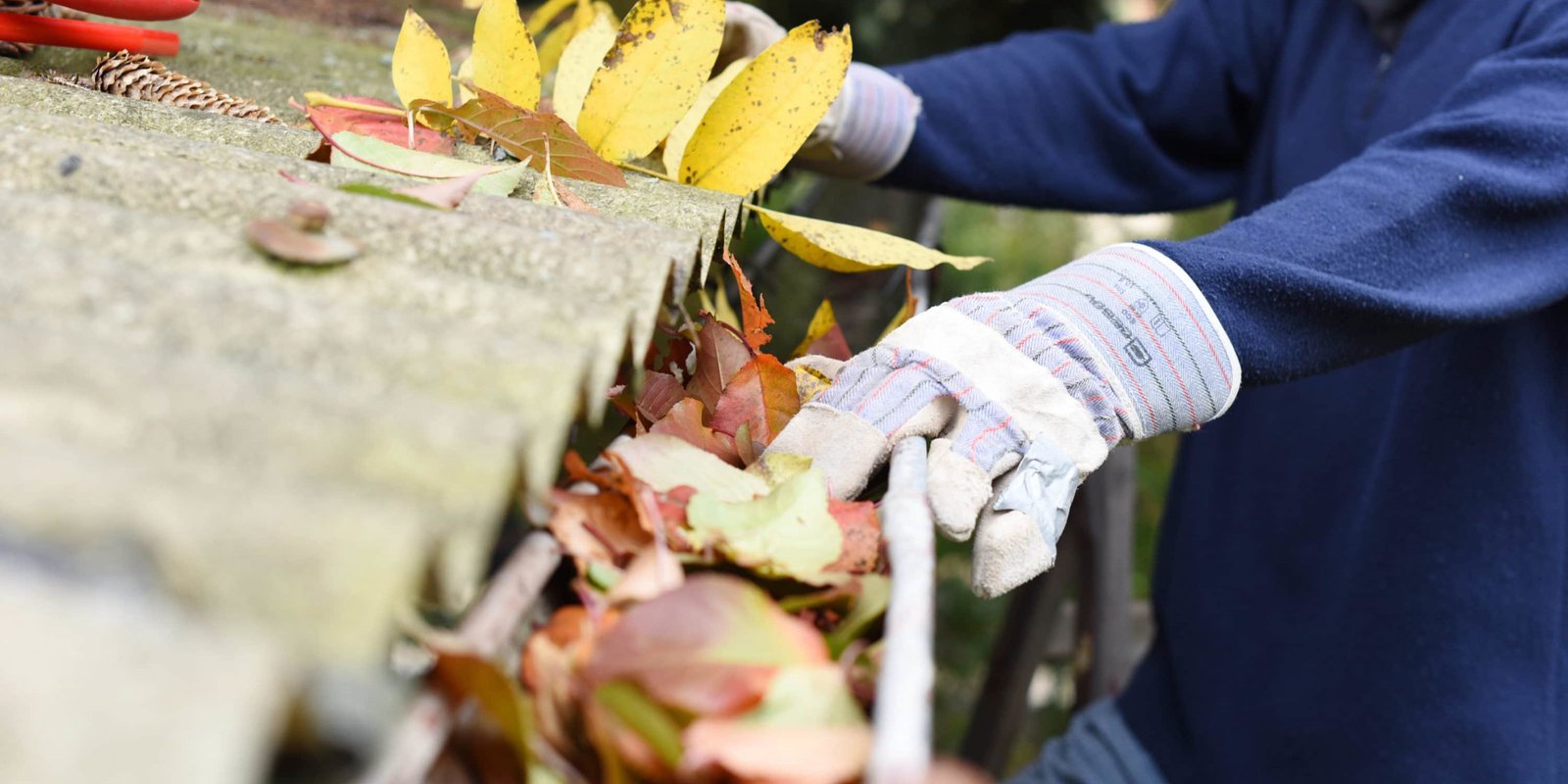 Leaves in eaves. cleaning gutter blocked with autumn leaves.