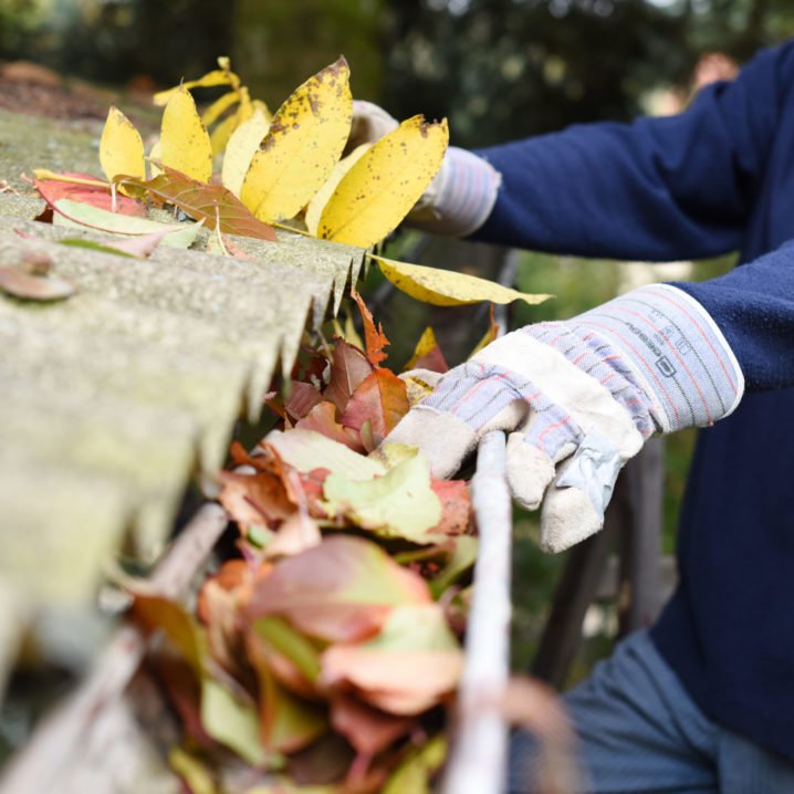 Leaves in eaves. cleaning gutter blocked with autumn leaves.
