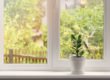 Summer Windows