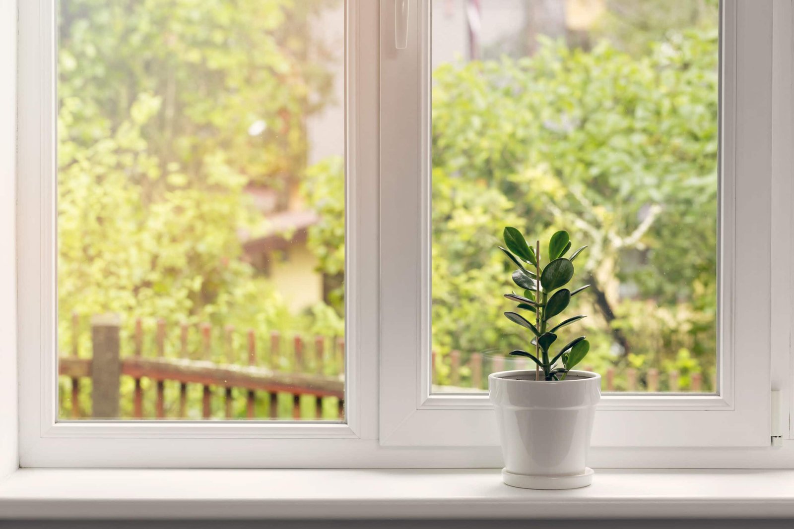 crassula flower in pot on windowsill Summer Windows